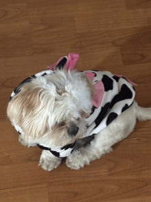 a small dog is wearing a cow costume