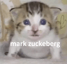 a kitten with the words mark zuckerberg written on it