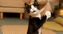 a black and white cat is standing on its hind legs with its mouth open