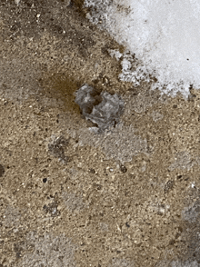 a close up of a concrete surface with a few small stones