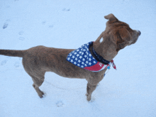 a dog wearing a red white and blue bandana stands in the snow