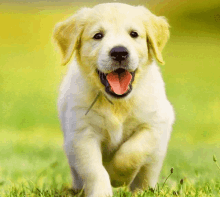 a puppy with its tongue hanging out is running through the grass