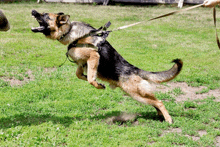 a german shepherd on a leash is playing with a ball