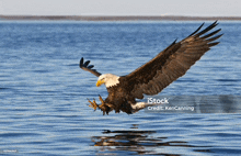 a bald eagle is flying over the water with a fish in its talons