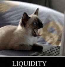 a cat laying on top of a laptop with liquidity written in the corner