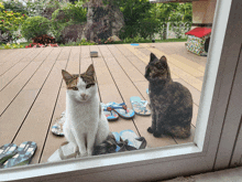 two cats sitting on a deck with flip flops