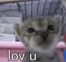 a kitten is sitting in a pink cage and says `` love u '' .