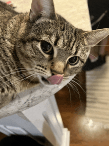 a cat with its tongue sticking out looks at the camera