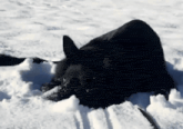 a black dog is laying in the snow with a leash around its neck