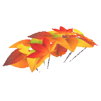 a bunch of autumn leaves with red yellow and green leaves on a white background