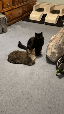 two cats are sitting on the floor in a room