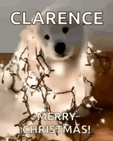 a dog is sitting in a pile of christmas lights and wishing a merry christmas .
