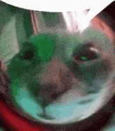 a closeup of a cat 's face with green eyes