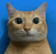 a close up of a cat 's face with a blue background .