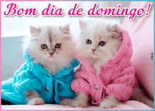 two fluffy kittens wearing blue and pink jackets with the words bom dia de domingo on the bottom