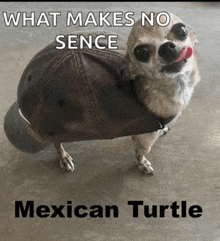 a dog wearing a hat with the words what makes no sence mexican turtle on the bottom