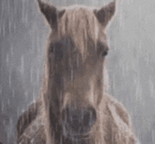 a horse is standing in the rain in the rain .