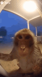 a monkey is standing on a porch and looking at the camera with sora written on the bottom