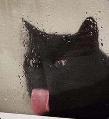 a black cat is sticking its tongue out behind a window