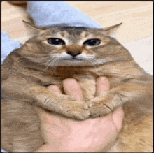 a person is petting a cat 's paws with their fingers