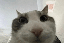 a close up of a cat looking at the camera with a surprised look on its face .