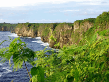 a cliff overlooking a body of water surrounded by ferns