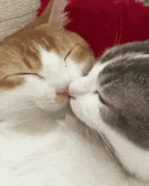 two cats are kissing each other while sleeping