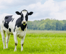 a black and white cow standing in a field