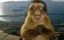 a monkey is making a funny face while sitting on a box .