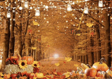 a bunch of pumpkins and leaves are on a table in the woods