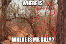 where is mr silly is written on a picture of a giraffe