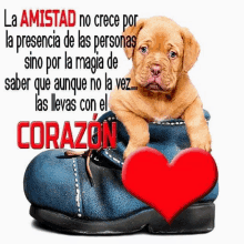 a puppy is sitting on a shoe with a red heart in front of it and a quote in spanish