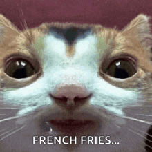 a close up of a cat 's face with the words " french fries " below it