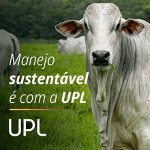 a cow standing in a field with the words manejo sustentavel e com a upl