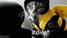 a cat is wearing a bee costume and the word dies is next to it