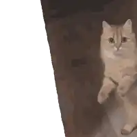 a kitten is standing on its hind legs and looking at the camera