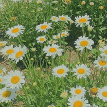 a field of daisies with yellow centers and green stems