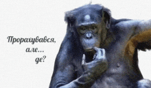 a chimpanzee with a question in a foreign language behind it