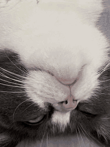 a close up of a black and white cat 's nose and whiskers