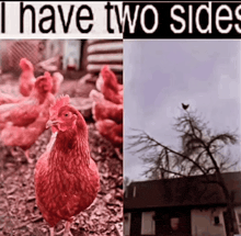 a picture of chickens next to a picture of a house with the words " i have two sides "