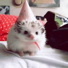 a white hedgehog wearing a pink party hat that says mio