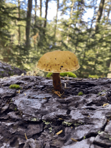 a small yellow mushroom is growing on a tree stump