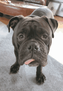 a close up of a dog with its tongue out