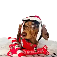 a dachshund wearing a santa hat is laying on a blanket