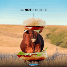 an advertisement for mercy for animals shows a cow in a field with a hamburger on its head