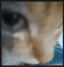 a close up of a cat 's face with a blurred background