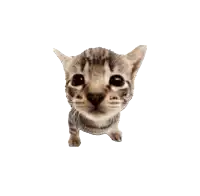a small kitten is looking up at the camera with a white background