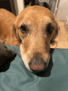 a close up of a dog 's face laying on a bed