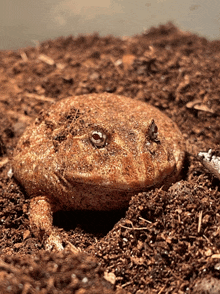 a frog is sitting in the dirt with its eyes closed