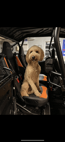 a small dog is sitting in the back seat of a polaris rzr